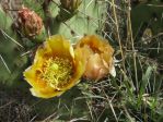 Opuntia camanchica, Newkirk, NM