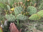 Opuntia camanchica, Newkirk, NM