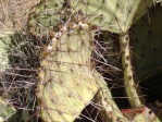 Opuntia camanchica, Placitas, NM