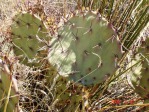 Opuntia camanchica, Placitas, NM