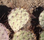 Opuntia camanchica, Placitas, NM