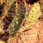 Opuntia camanchica, Placitas, NM