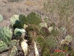 Opuntia camanchica