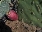 Opuntia canada, Brown Canyon, AZ