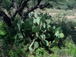 Opuntia canada, Brown Canyon, AZ