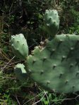 Opuntia canada, Brown Canyon, AZ