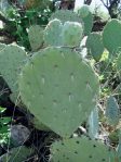 Opuntia canada, Brown Canyon, AZ