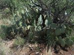 Opuntia canada, Brown Canyon, AZ