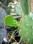 Opuntia canada, garden plant