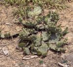 Opuntia cespitosa from neotype population, Versailles, KY