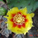 Opuntia cespitosa, garden plant