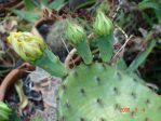 Opuntia cespitosa, garden plant