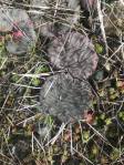 Opuntia cespitosa, Fayette County, KY-with Sedum puchellum