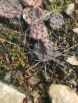 Opuntia cespitosa, Fayette County, KY-with sedum puchellum