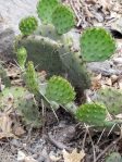 Opuntia cespitosa, Alabama