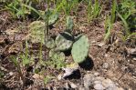 Opuntia cespitosa, Fayette Co, KY, Kevin Rowland