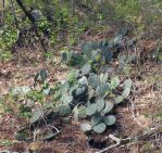 Opuntia cespitosa, Georgia