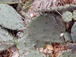 Opuntia cespitosa, Georgia