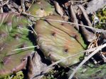 Opuntia cespitosa, Georgia