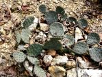 Opuntia cespitosa, AL rock outcrop, Hayes Jackson (garden plant)