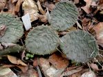 Opuntia cespitosa, AL rock outcrop, Hayes Jackson (garden plant)