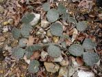 Opuntia cespitosa, AL rock outcrop, Hayes Jackson (garden plant)