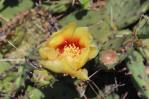 Opuntia cespitosa, KY, Kevin Rowland