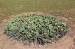 Opuntia cespitosa, cultivated plant in Ohio cemetery, Kevin Rowland