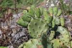 Opuntia cespitosa, KY, Kevin Rowland