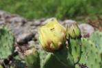 Opuntia cespitosa, KY, Kevin Rowland