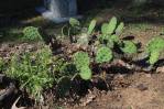 Opuntia cespitosa, cultivated plant in Ohio cemetery, Kevin Rowland