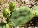 Opuntia cespitosa, garden plant, Mojave Desert, Nancy Hussey