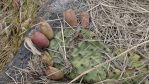 Opuntia cespitosa fruit, Salvisa, KY, Paul Adanick