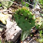 Opuntia cespitosa, Cedars of Lebanon State Park, TN, Paul Adanick