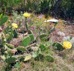 Opuntia cespitosa, Cedars of Lebanon State Park, TN, Paul Adanick