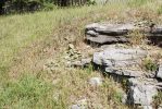 Opuntia cespitosa, near Versailles, KY, Paul Adanick