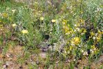 Opuntia cespitosa, Cedars of Lebanon State Park, TN, Paul Adanick