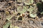 Opuntia cespitosa, near Versailles, KY, Paul Adanick