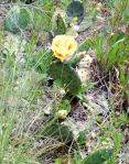 Opuntia cespitosa, Cedars of Lebanon State Park, TN, Paul Adanick