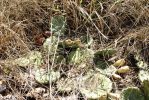 Opuntia cespitosa, near Versailles, KY, Paul Adanick