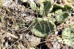 Opuntia cespitosa, near Versailles, KY, Paul Adanick