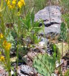 Opuntia cespitosa, Cedars of Lebanon State Park, TN, Paul Adanick