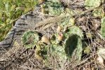 Opuntia cespitosa, near Versailles, KY, Paul Adanick