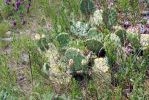 Opuntia cespitosa, Cedars of Lebanon State Park, TN, Paul Adanick