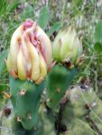 Opuntia cespitosa, Cedars of Lebanon State Park, TN, Paul Adanick