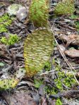 Opuntia cespitosa, TN, Paul Adanick