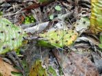 Opuntia cespitosa, TN, Paul Adanick