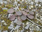 Opuntia cespitosa, Wilson Co, TN, Paul Adanick