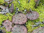 Opuntia cespitosa, Wilson Co, TN, Paul Adanick