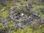 Opuntia cespitosa, Wilson Co, TN, Paul Adanick